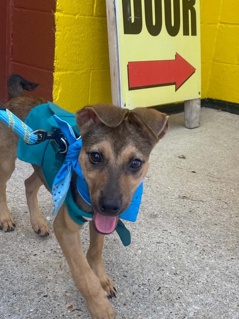 Enlarge Spinner $550, a Adoptable Mixed Breed in Milwaukee, WI image 3/6