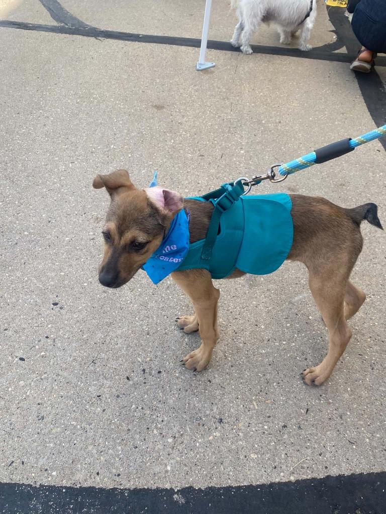 Enlarge Spinner $550, a Adoptable Mixed Breed in Milwaukee, WI image 4/6