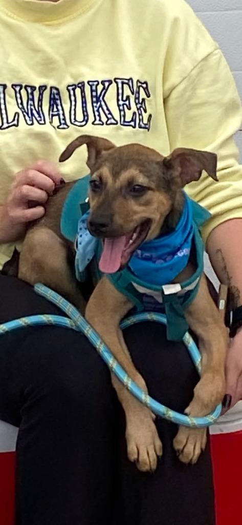 Enlarge Spinner $550, a Adoptable Mixed Breed in Milwaukee, WI image 5/6