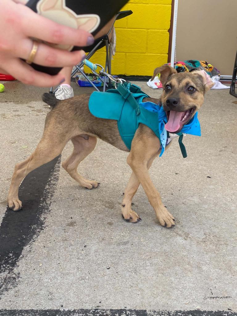 Enlarge Spinner $550, a Adoptable Mixed Breed in Milwaukee, WI image 6/6