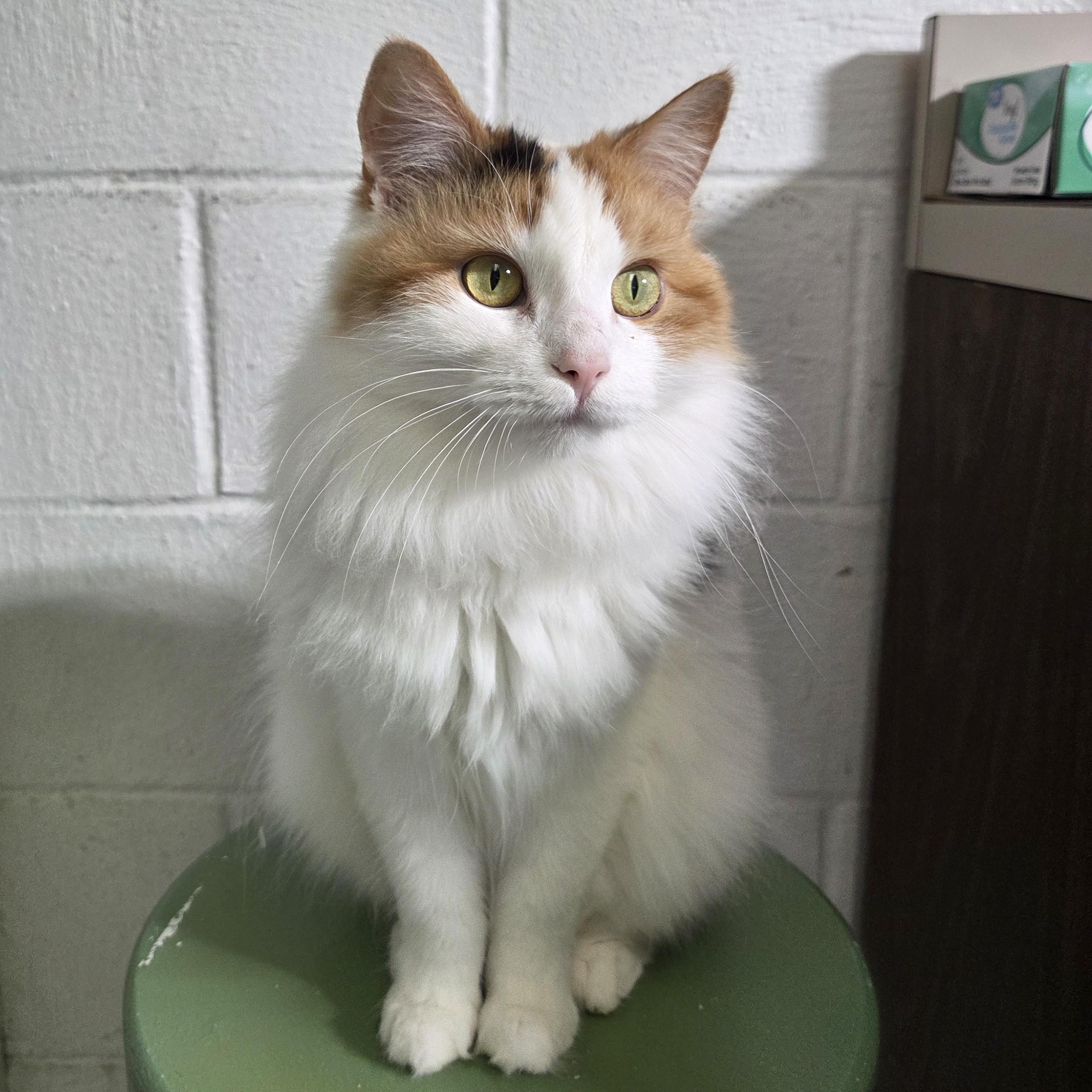 Faith, adopted, Adult Female Domestic Long Hair.