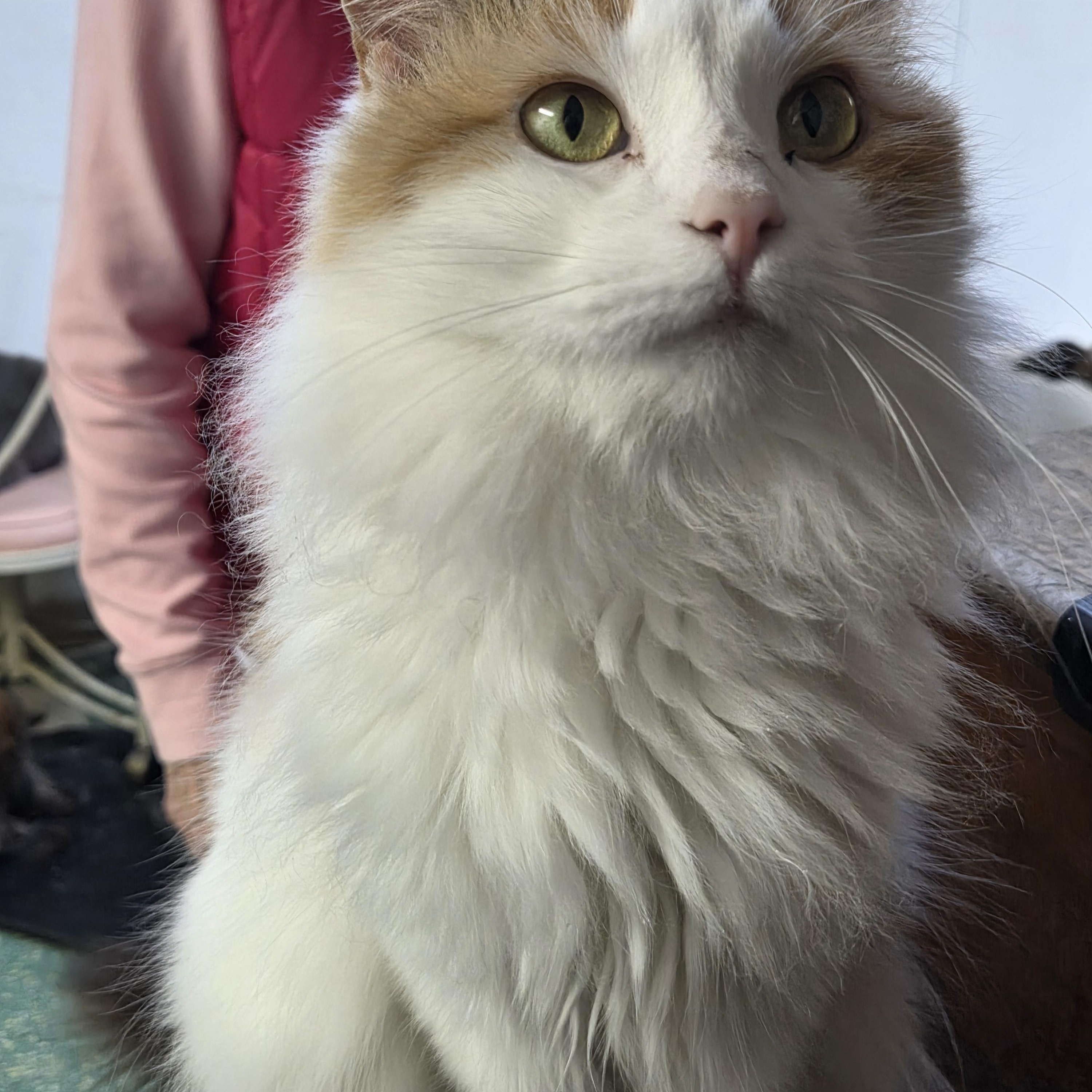 Enlarge Faith, an adopted Domestic Long Hair in Mount Pleasant, PA image 2/2