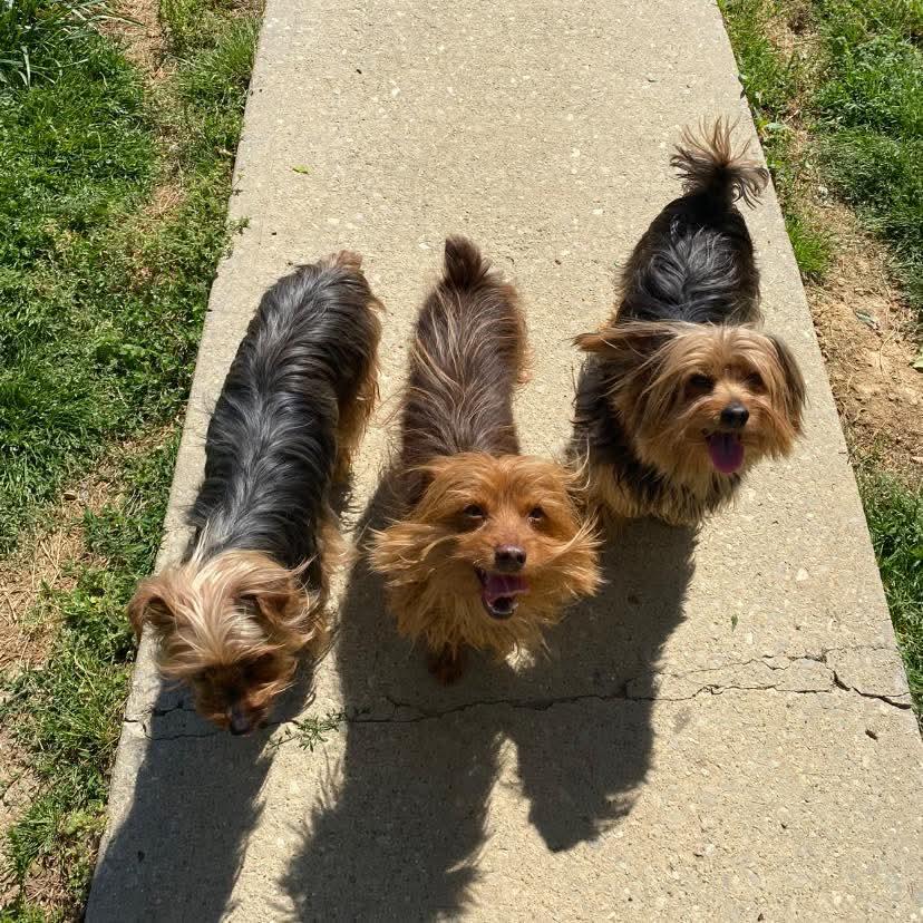 Enlarge Tuff, an adopted Yorkshire Terrier in Salamanca, NY image 3/3