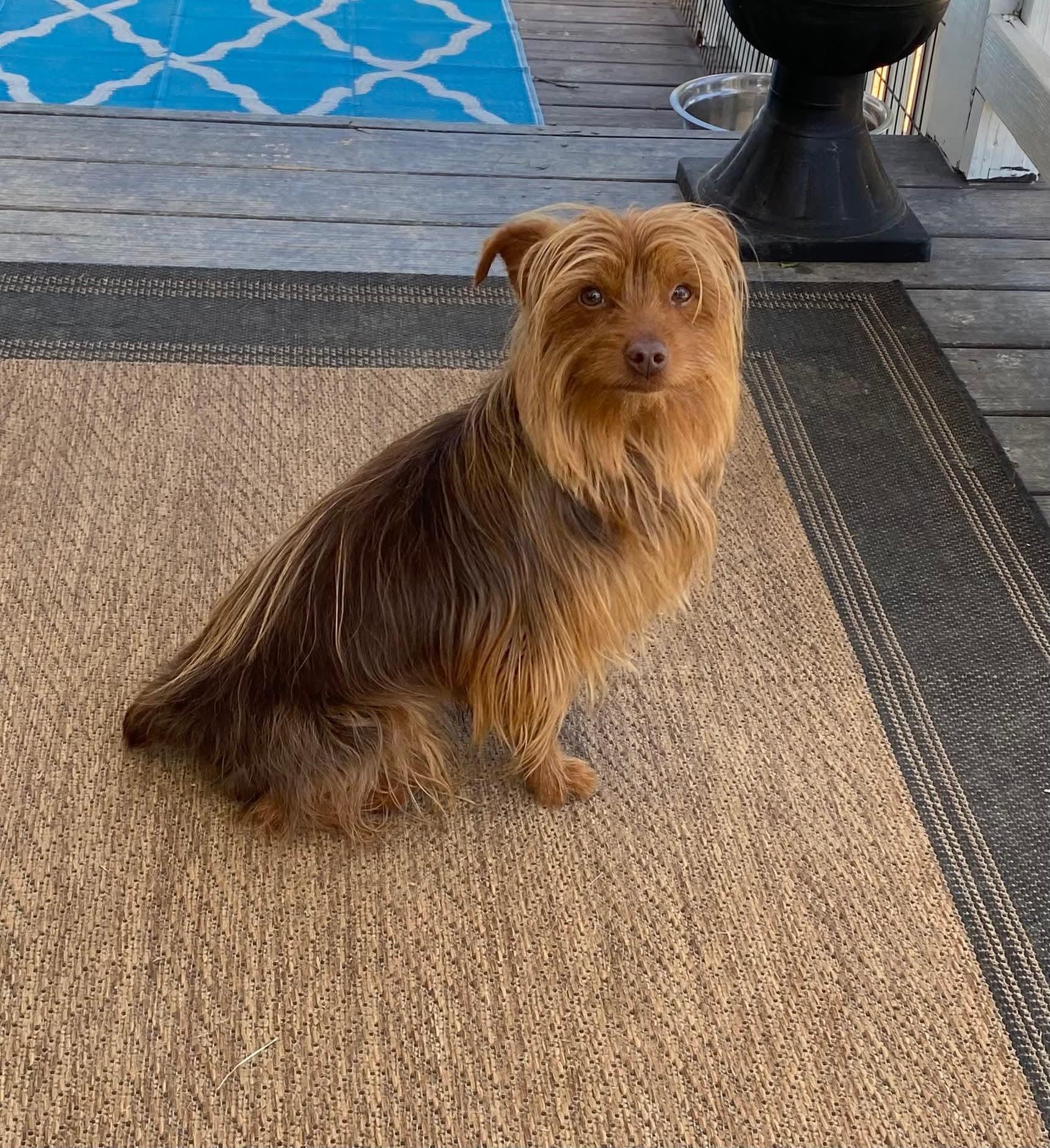 Enlarge Tuff, an adopted Yorkshire Terrier in Salamanca, NY image 2/3