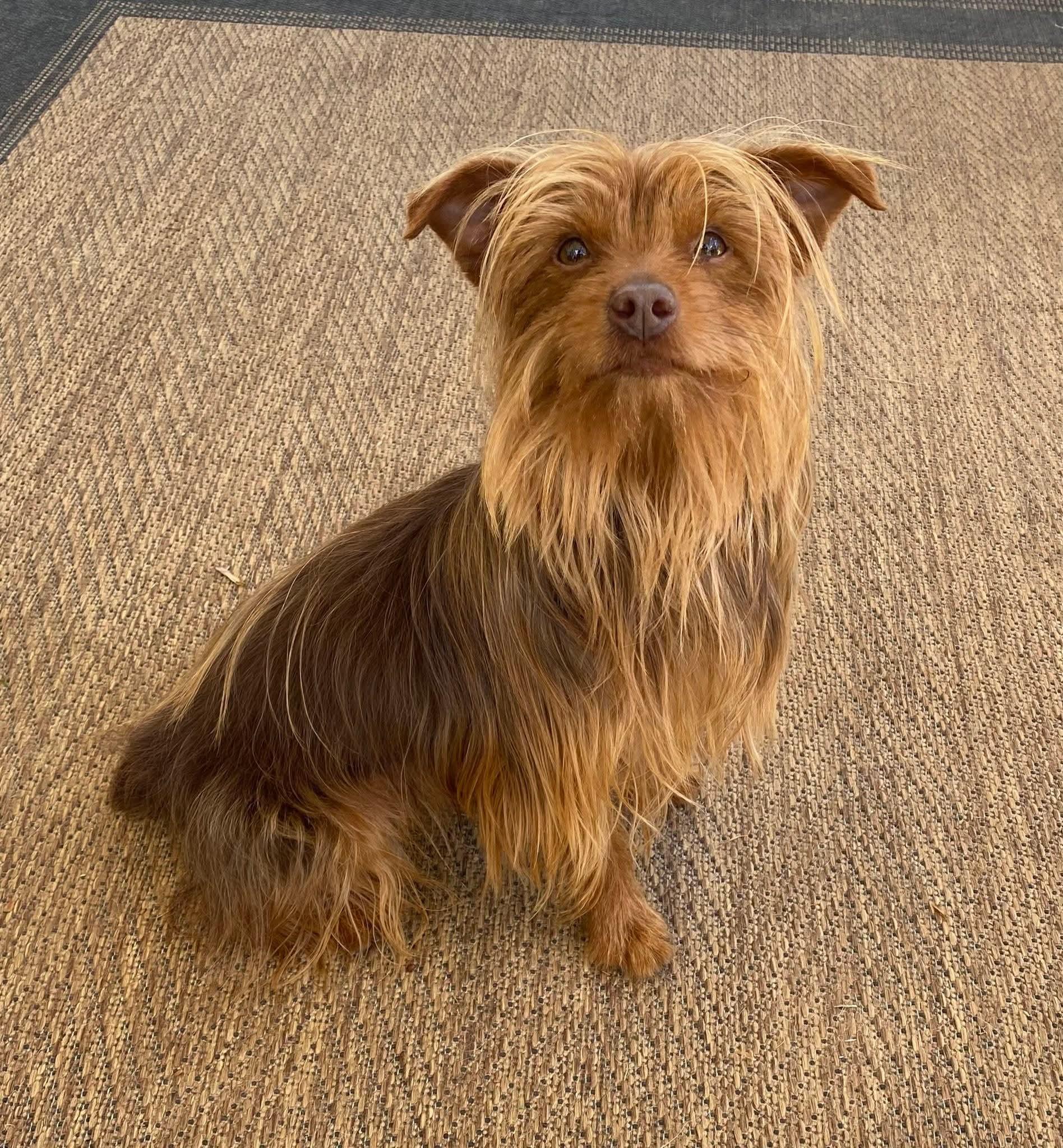 Tuff, adopted, Adult Male Yorkshire Terrier.