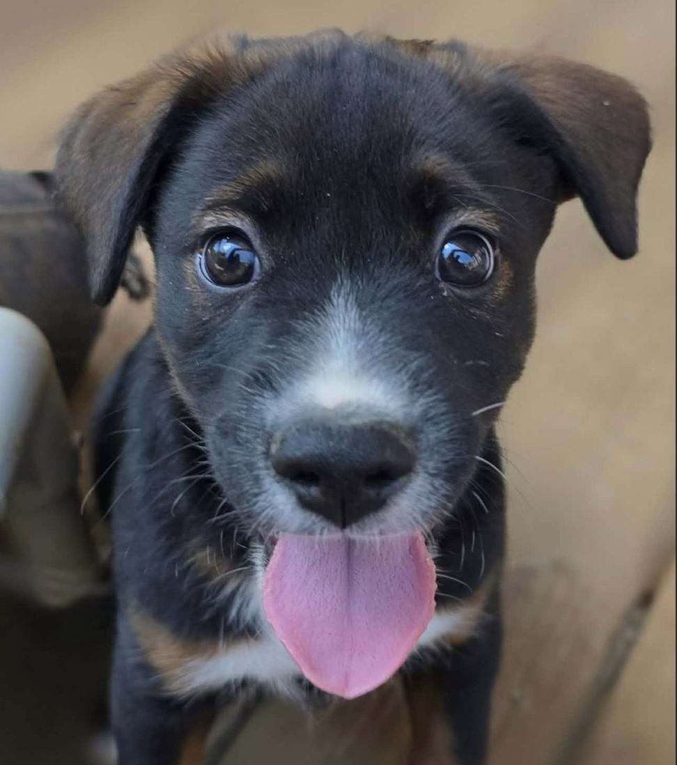 Bravo (PUPPY), a Adoptable mixed breed in Nashua, NH image 1/3