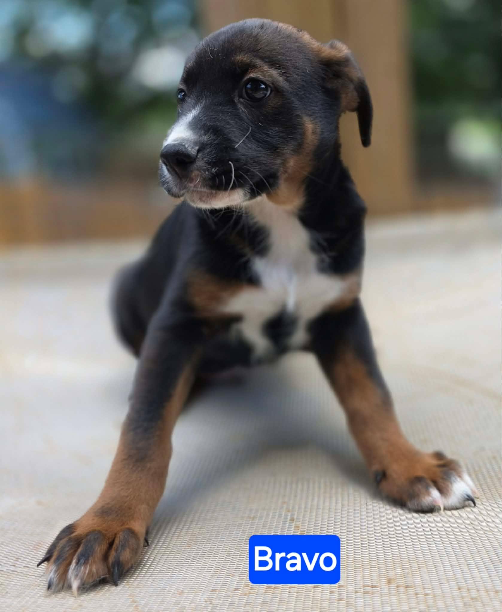 Bravo (PUPPY), a Adoptable mixed breed in Nashua, NH image 2/3