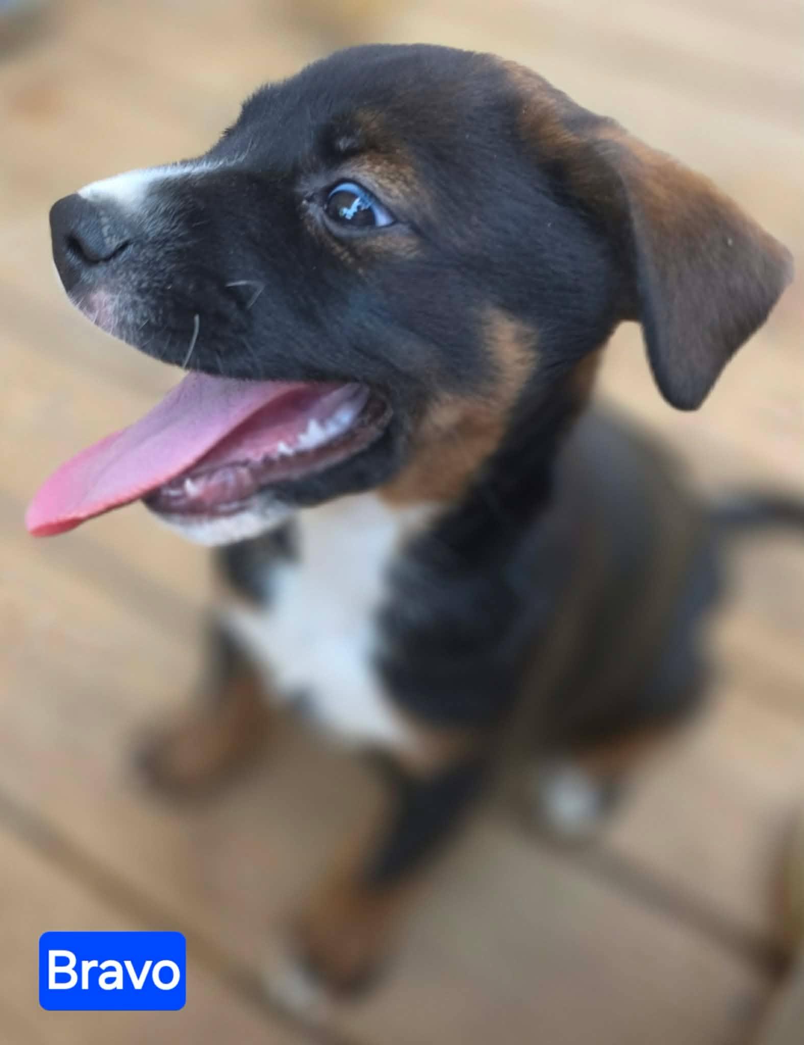 Bravo (PUPPY), a Adoptable mixed breed in Nashua, NH image 3/3