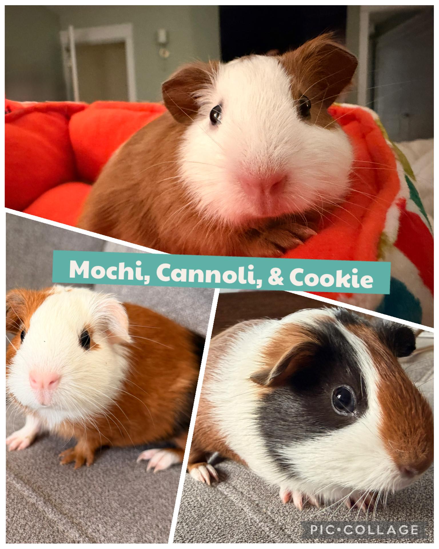 Enlarge Baby guinea pigs, a Adopted Short-Haired in Howell, NJ image 1/2
