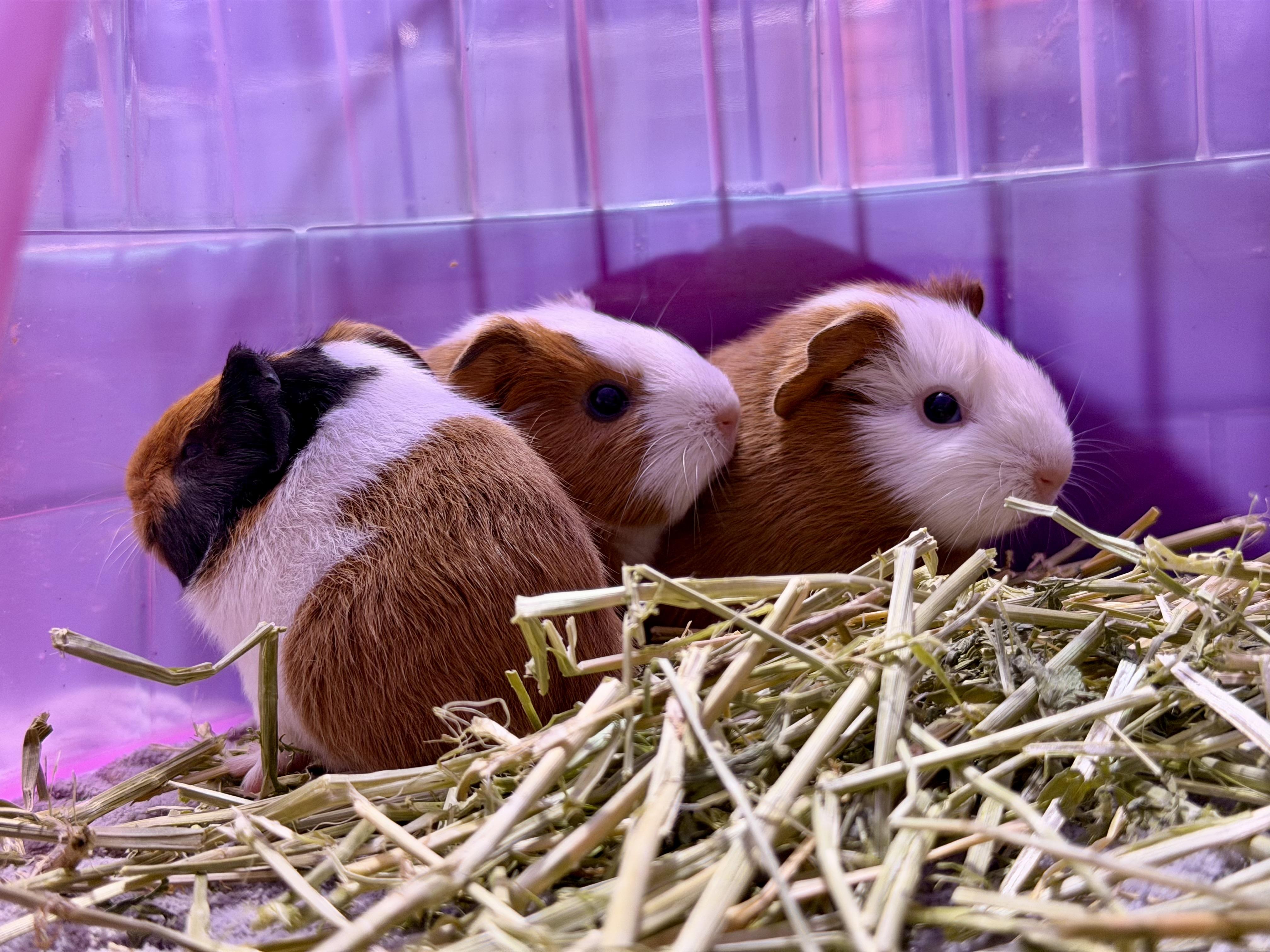 Enlarge Baby guinea pigs, a Adopted Short-Haired in Howell, NJ image 2/2