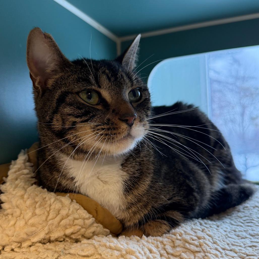 Enlarge Ava, a Adoptable Domestic Short Hair in Morrisville, VT image 1/5