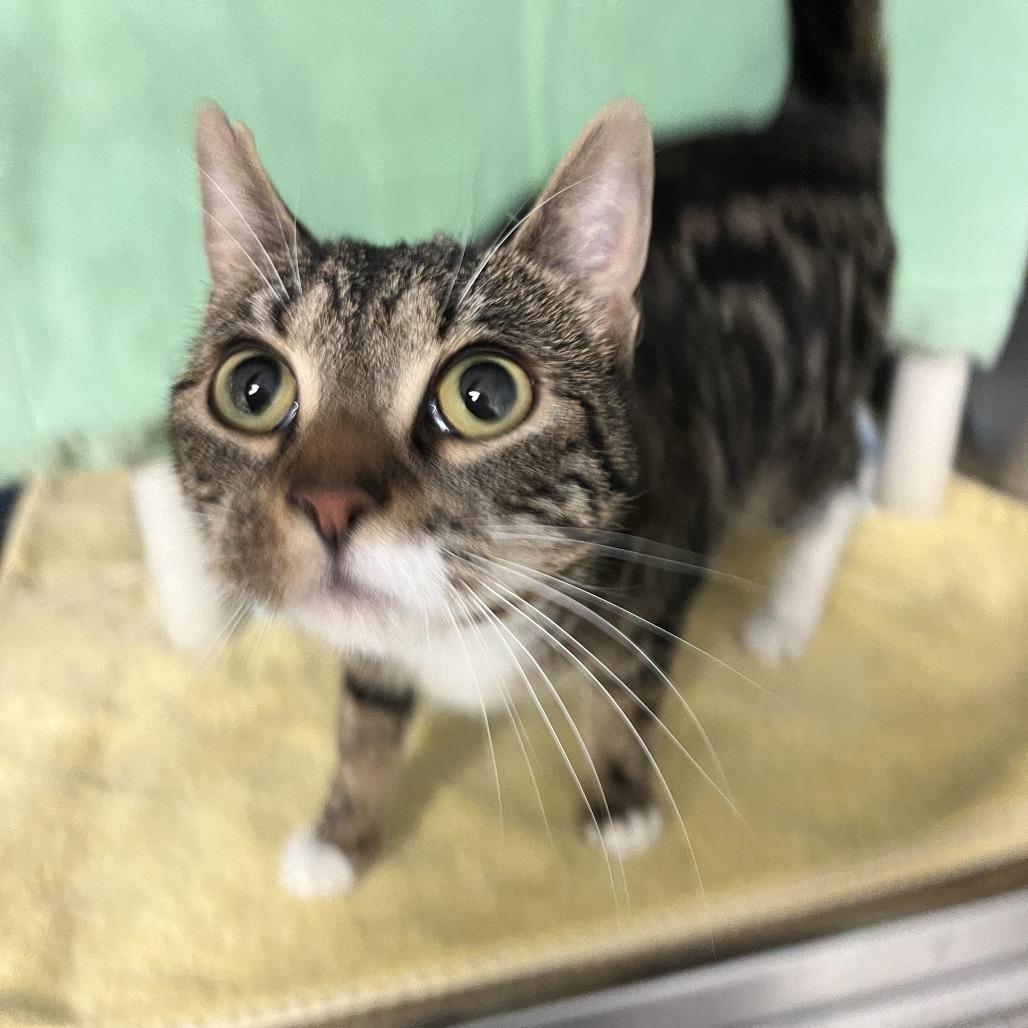 Enlarge Ava, a Adoptable Domestic Short Hair in Morrisville, VT image 2/5