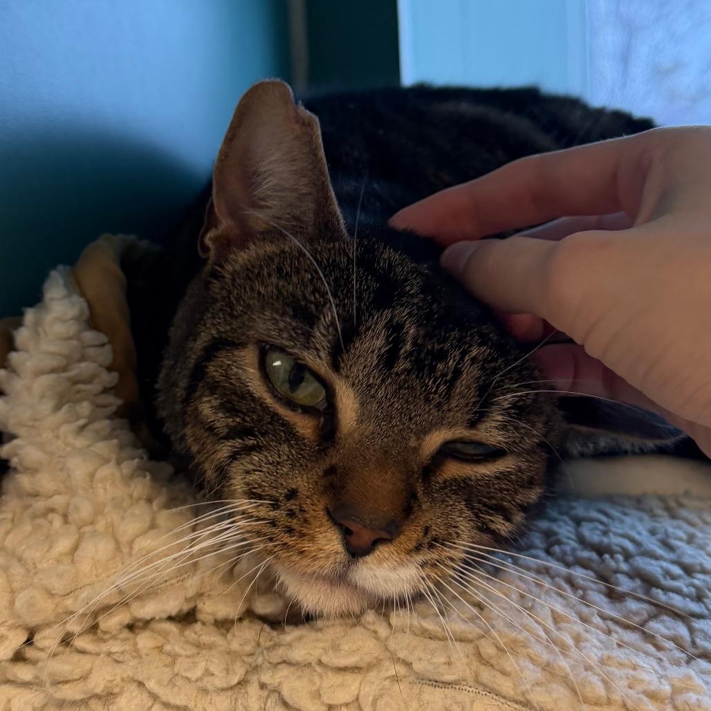 Enlarge Ava, a Adoptable Domestic Short Hair in Morrisville, VT image 3/5