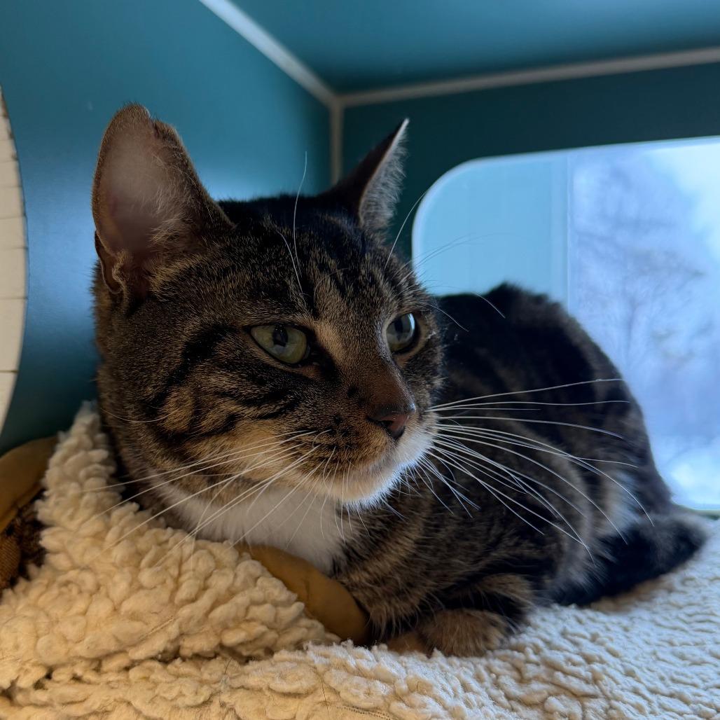 Enlarge Ava, a Adoptable Domestic Short Hair in Morrisville, VT image 4/5