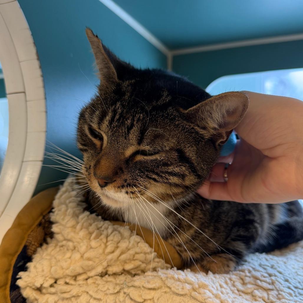 Enlarge Ava, a Adoptable Domestic Short Hair in Morrisville, VT image 5/5