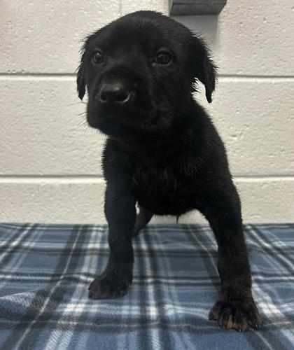 Raisin Cane, Adoptable, Adult Male Shepherd & Mixed Breed.