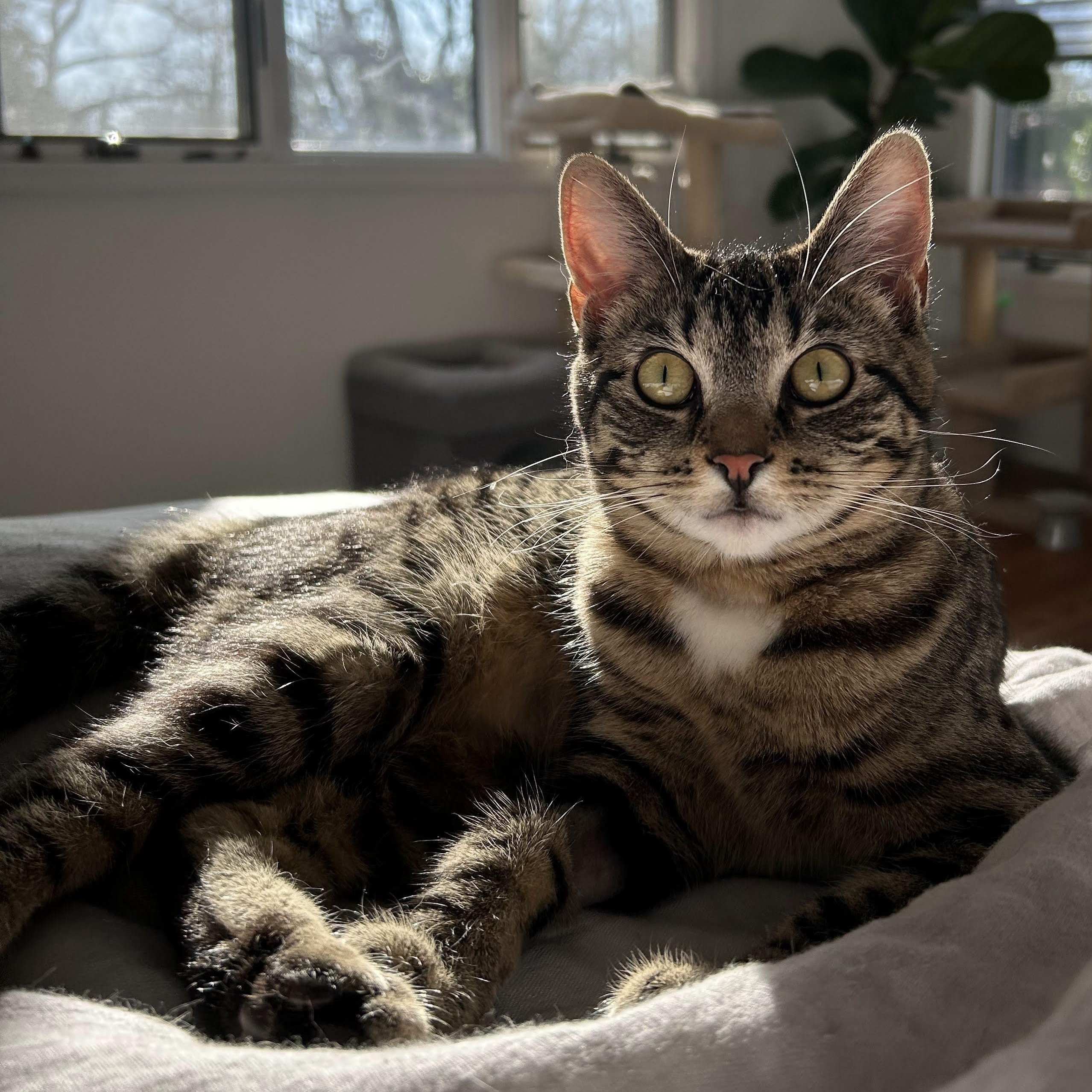 Enlarge Mel, an adopted Domestic Short Hair in Jersey City, NJ image 1/6