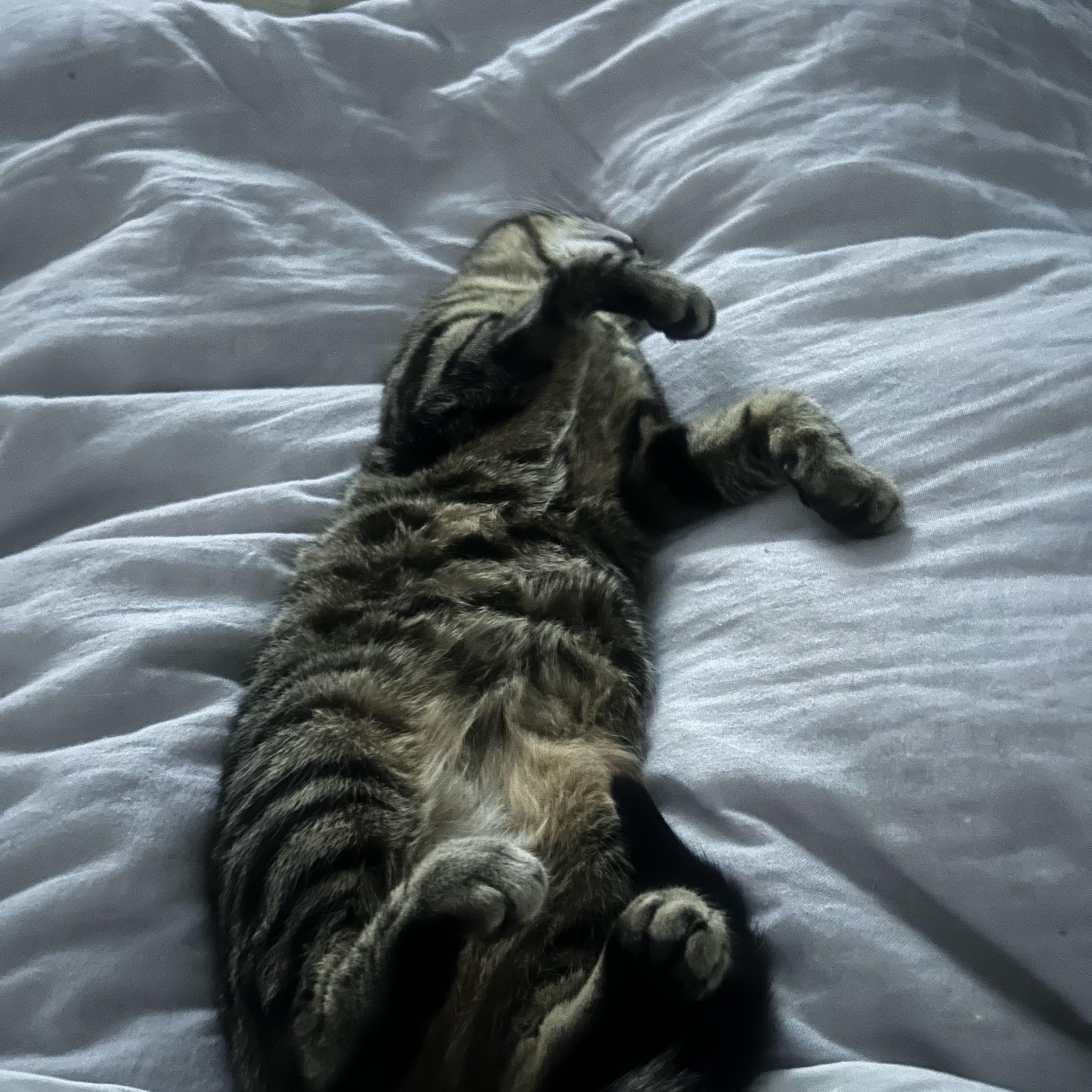 Enlarge Mel, an adopted Domestic Short Hair in Jersey City, NJ image 6/6