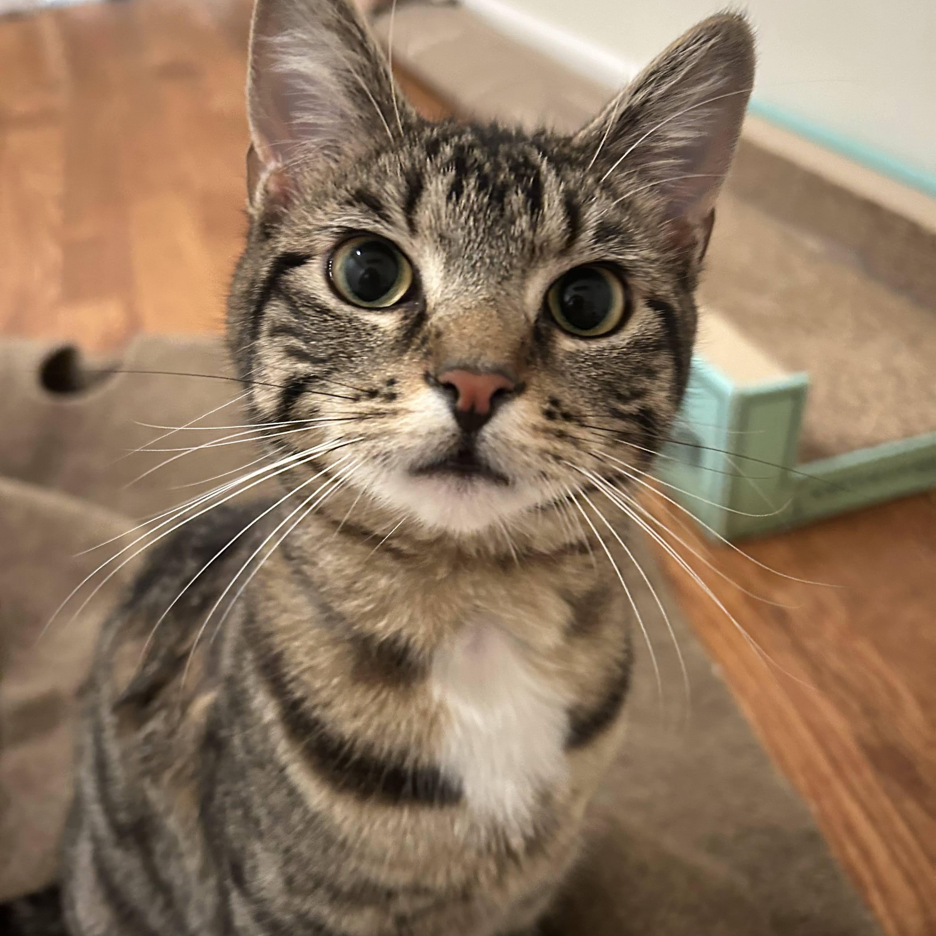 Enlarge Mel, an adopted Domestic Short Hair in Jersey City, NJ image 2/6