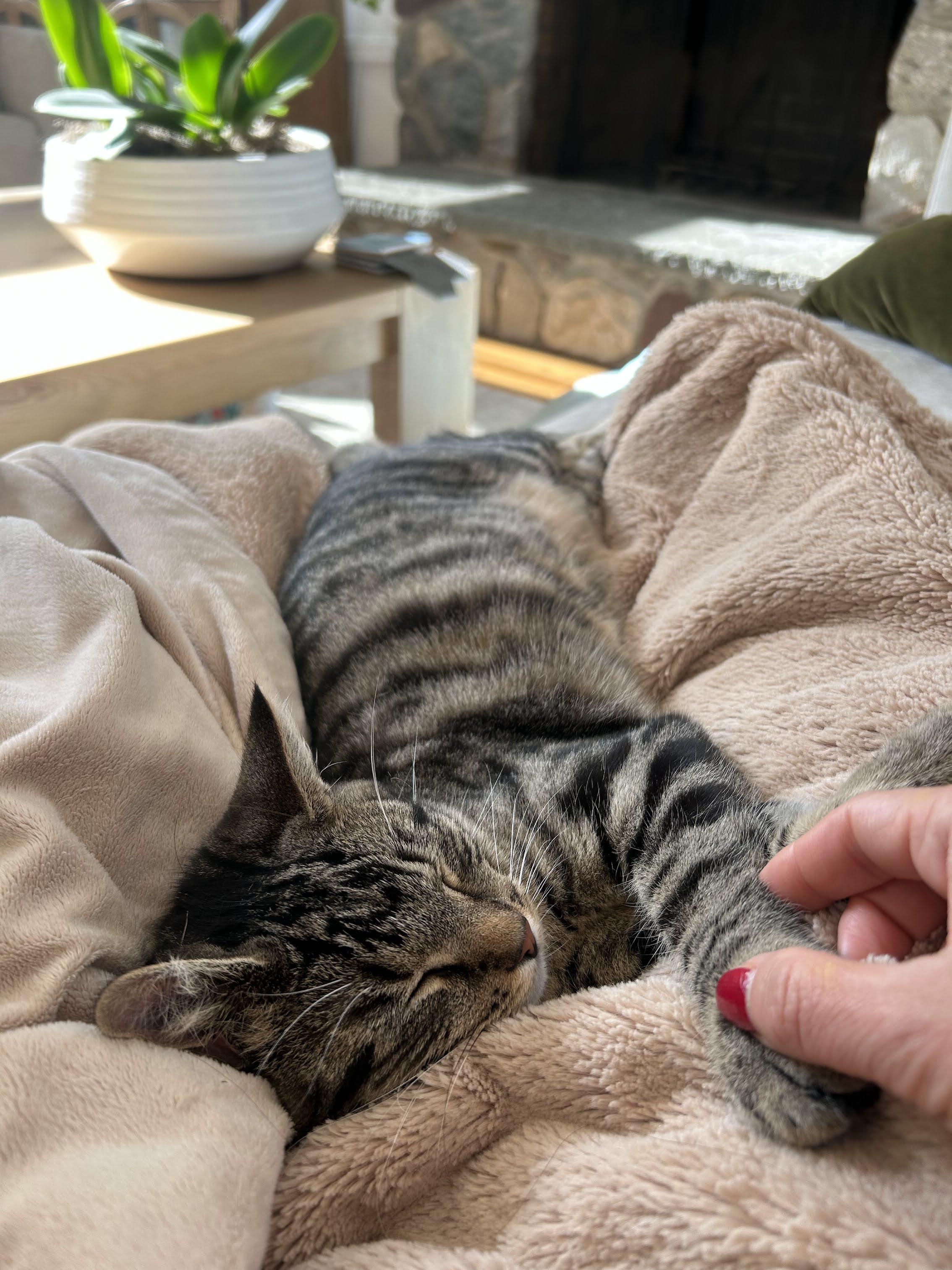 Enlarge Mel, an adopted Domestic Short Hair in Jersey City, NJ image 3/6