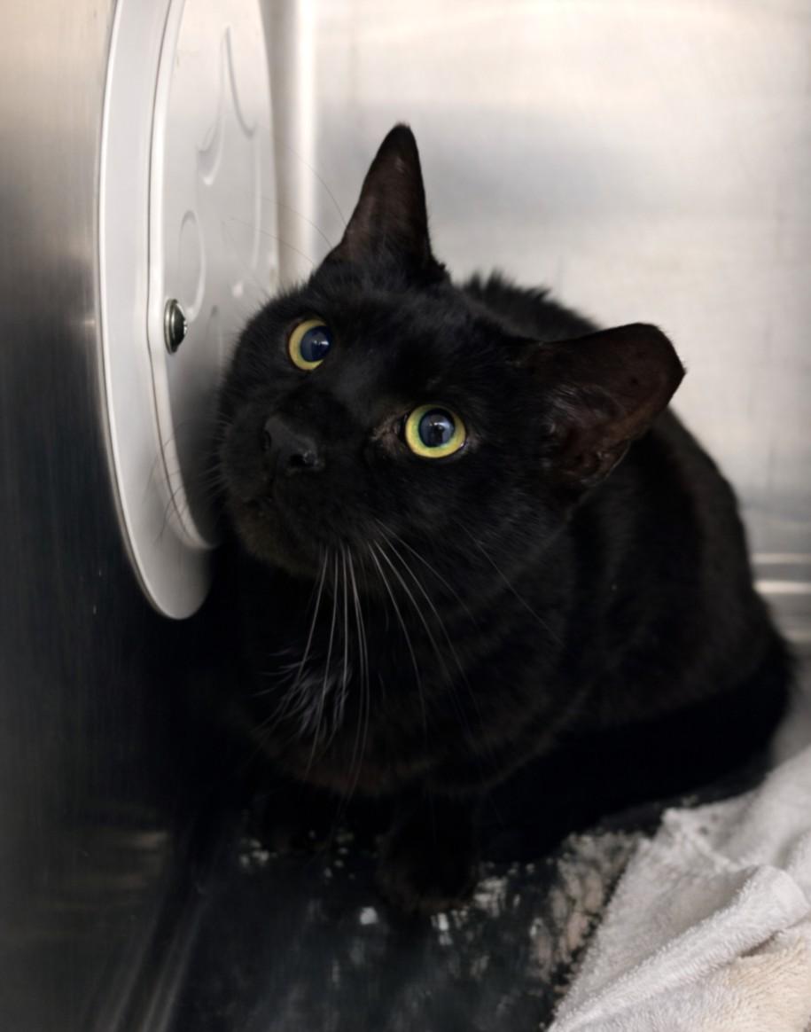 MR. ED, Adoptable, Senior Male Domestic Short Hair.