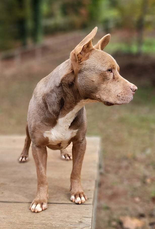 Cinder, a Adoptable mixed breed in Landrum, SC image 2/6
