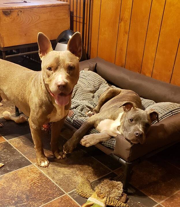 Cinder, a Adoptable mixed breed in Landrum, SC image 3/6