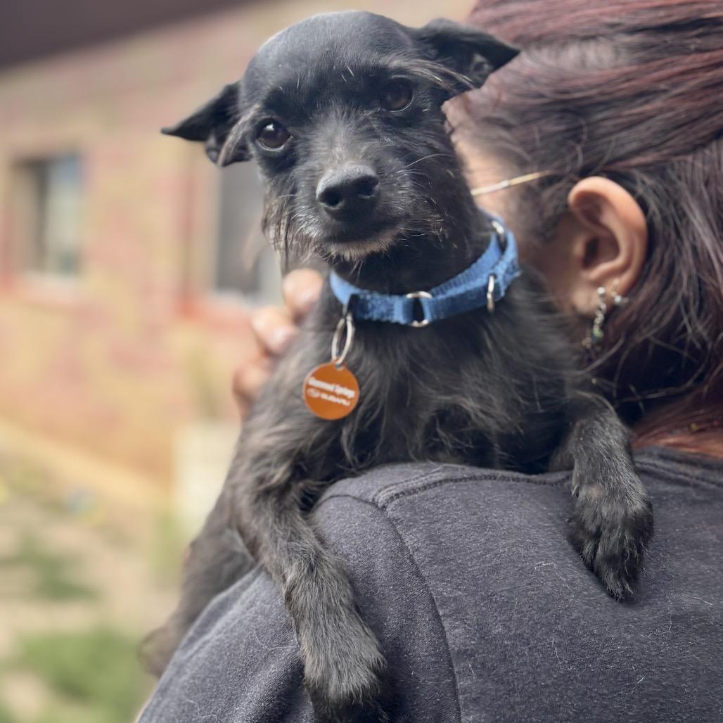 Robby, a Adoptable mixed breed in Glenwood Springs, CO image 1/4