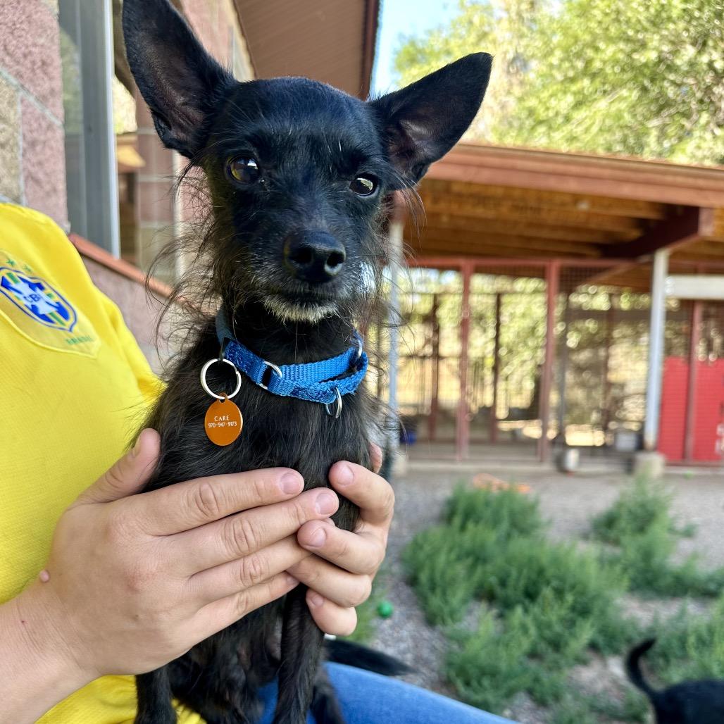 Robby, a Adoptable mixed breed in Glenwood Springs, CO image 2/4