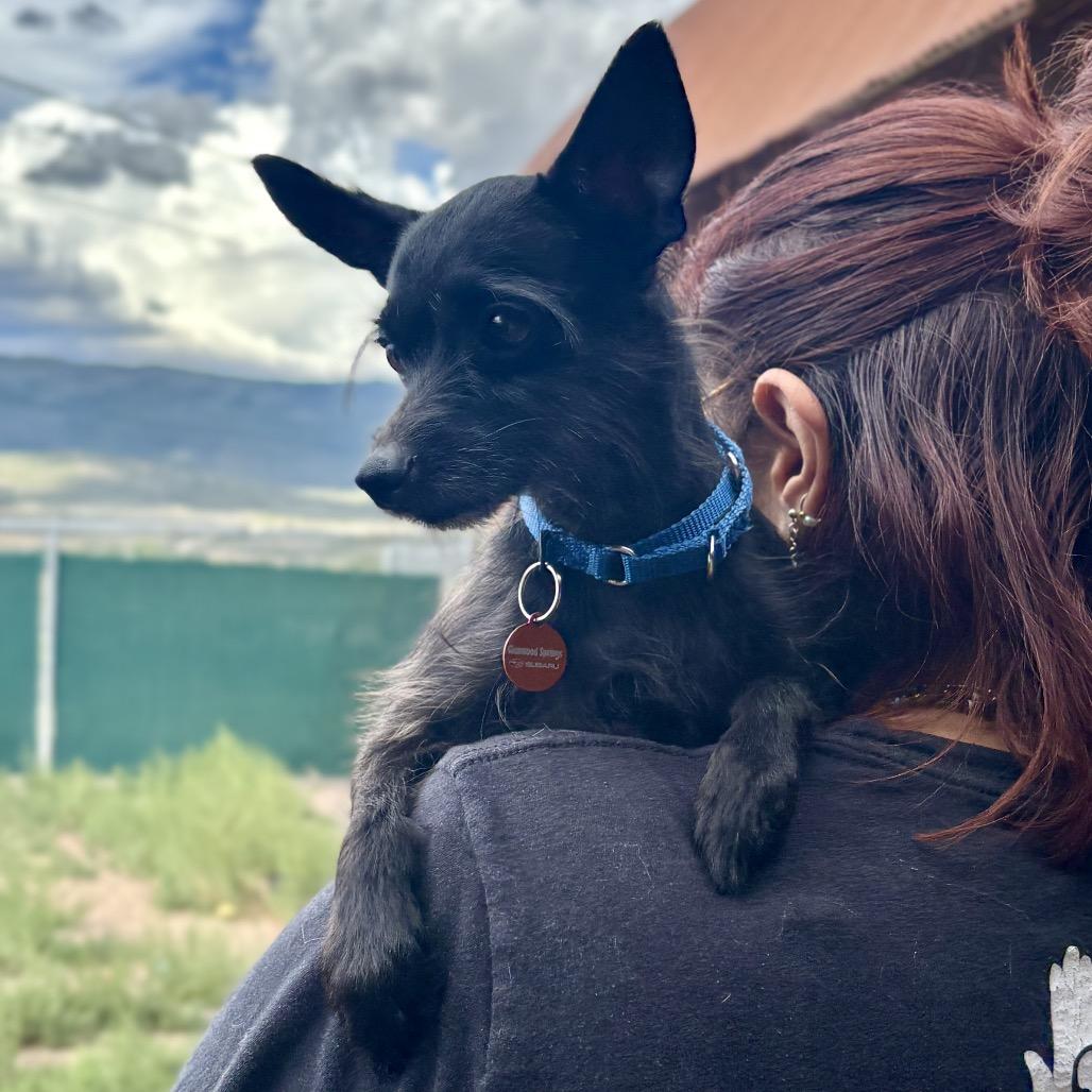 Robby, a Adoptable mixed breed in Glenwood Springs, CO image 3/4