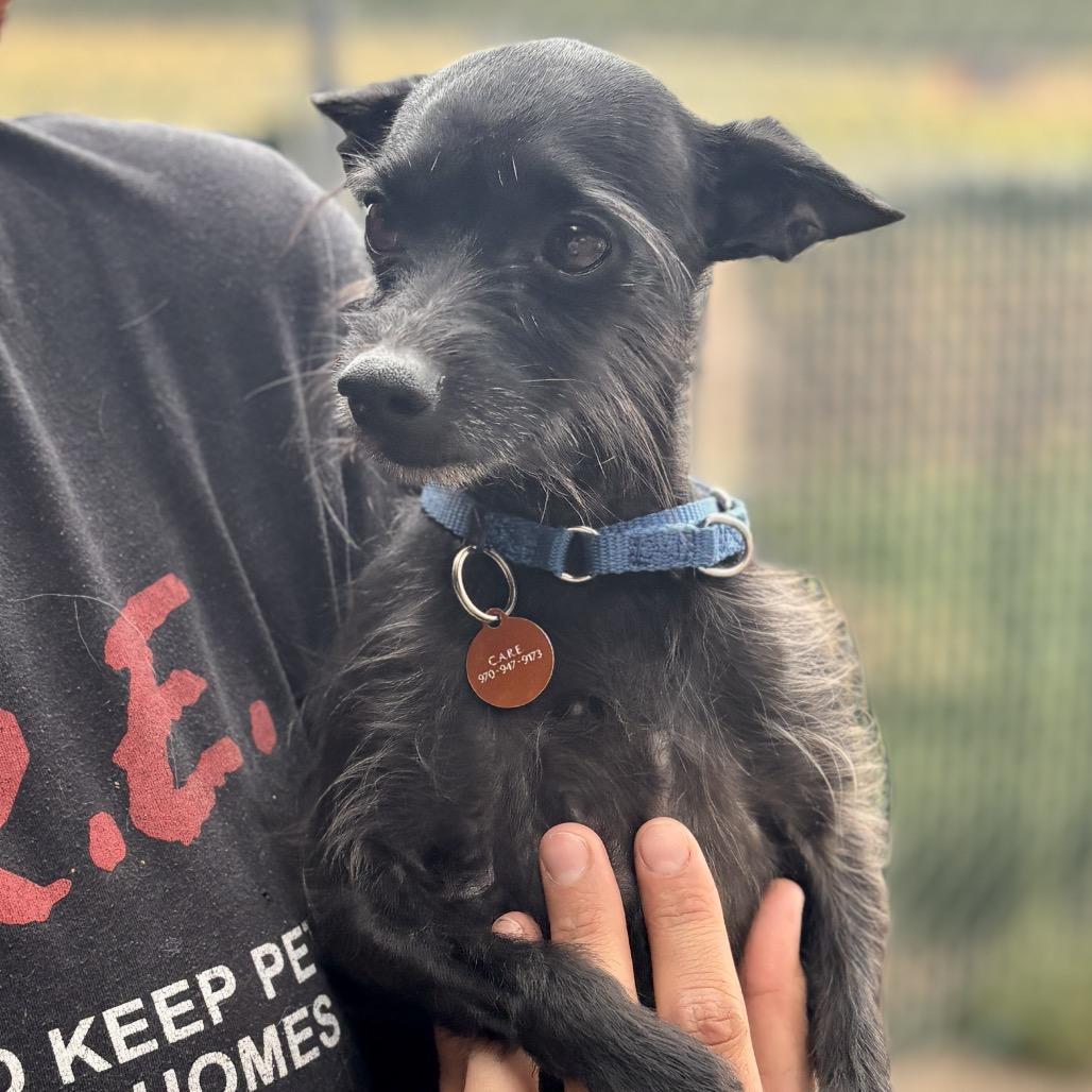 Robby, a Adoptable mixed breed in Glenwood Springs, CO image 4/4