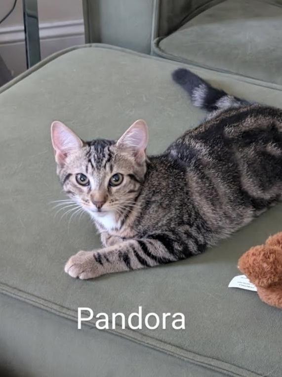 Pandora, Adoptable, Young Female Domestic Short Hair & Tabby.