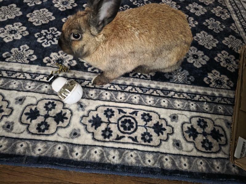 Nadia, ADOPTABLE, Young Female Harlequin.