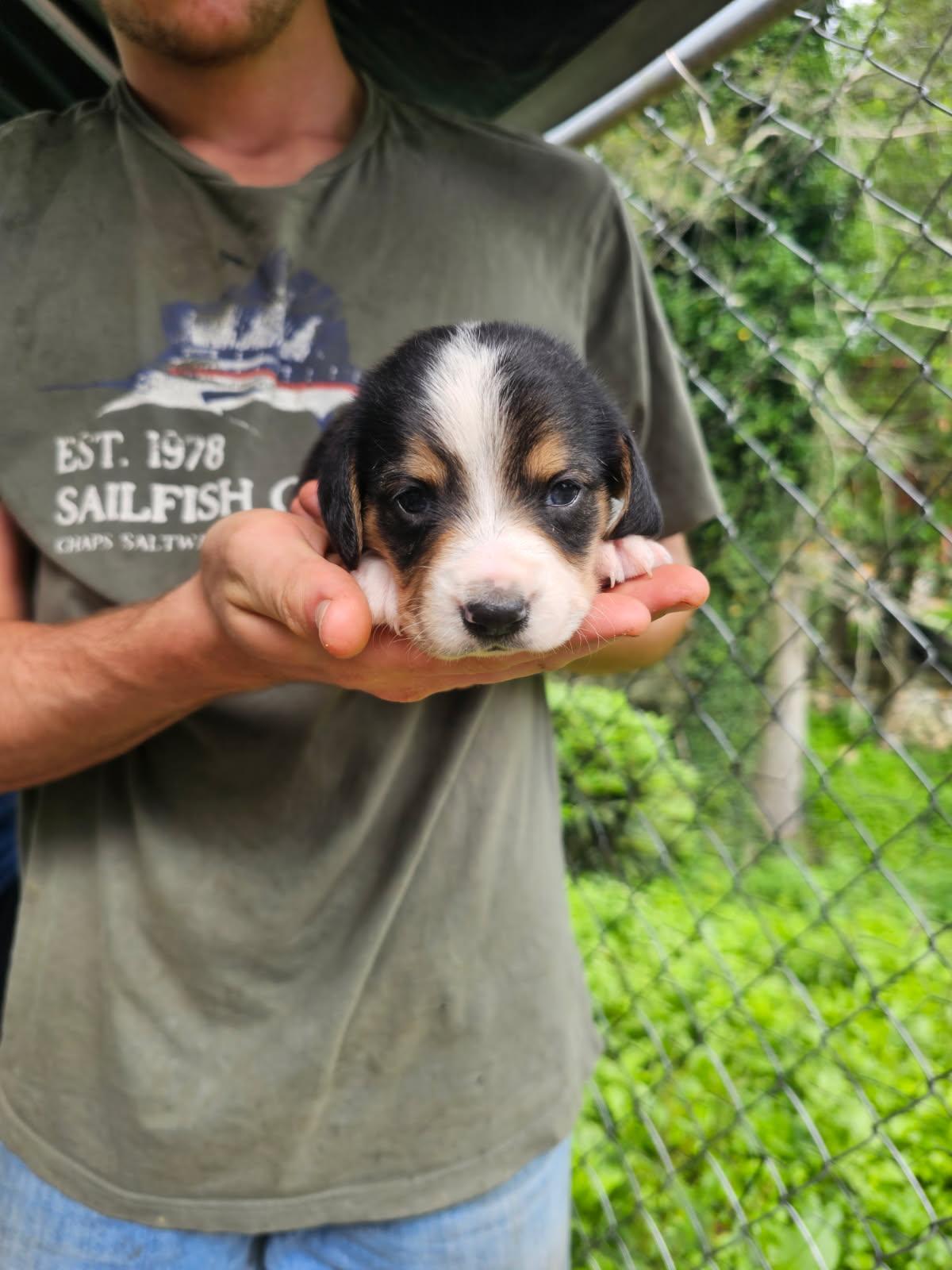 Basset hound mix puppies