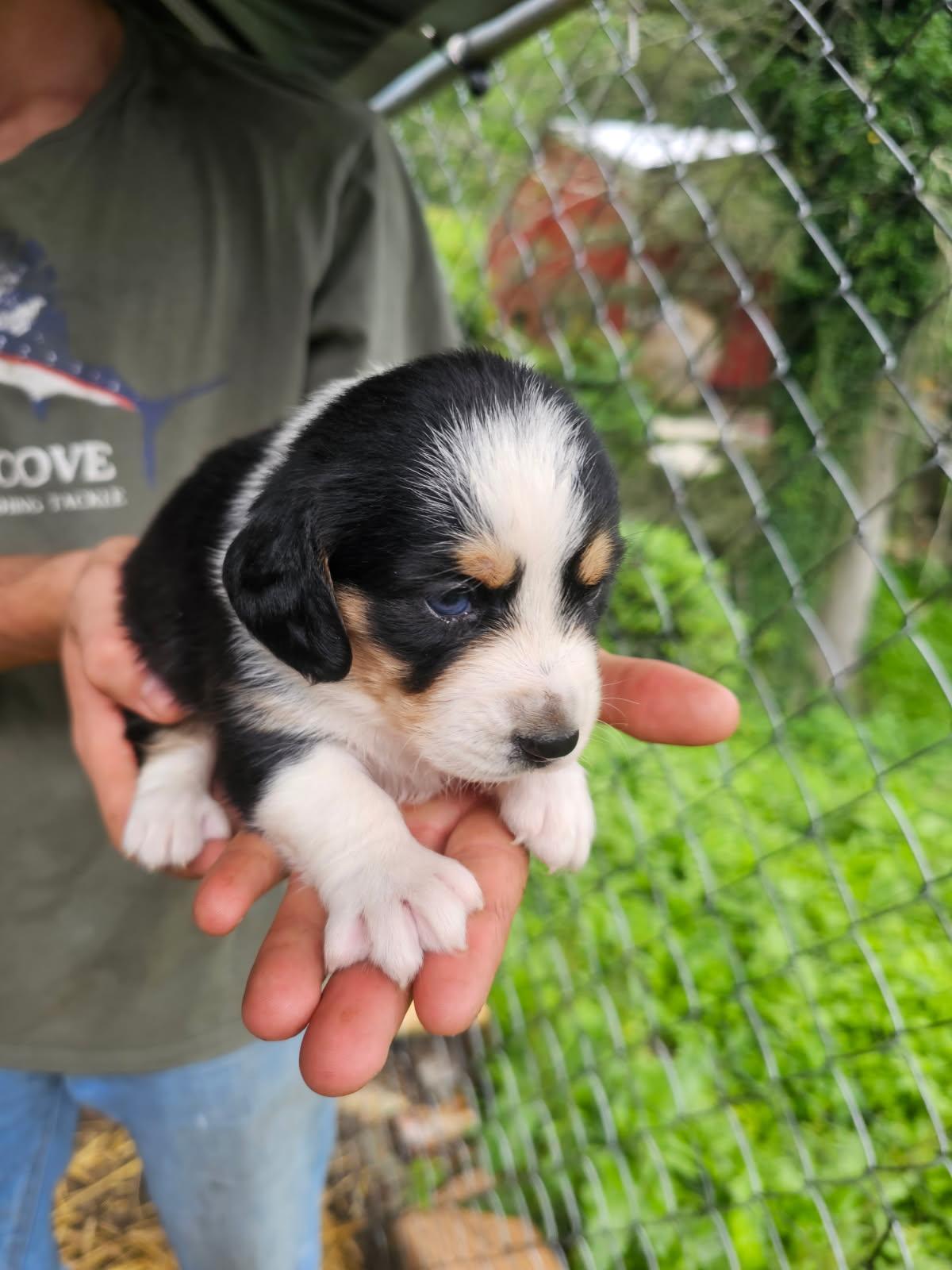 Basset hound mix puppies