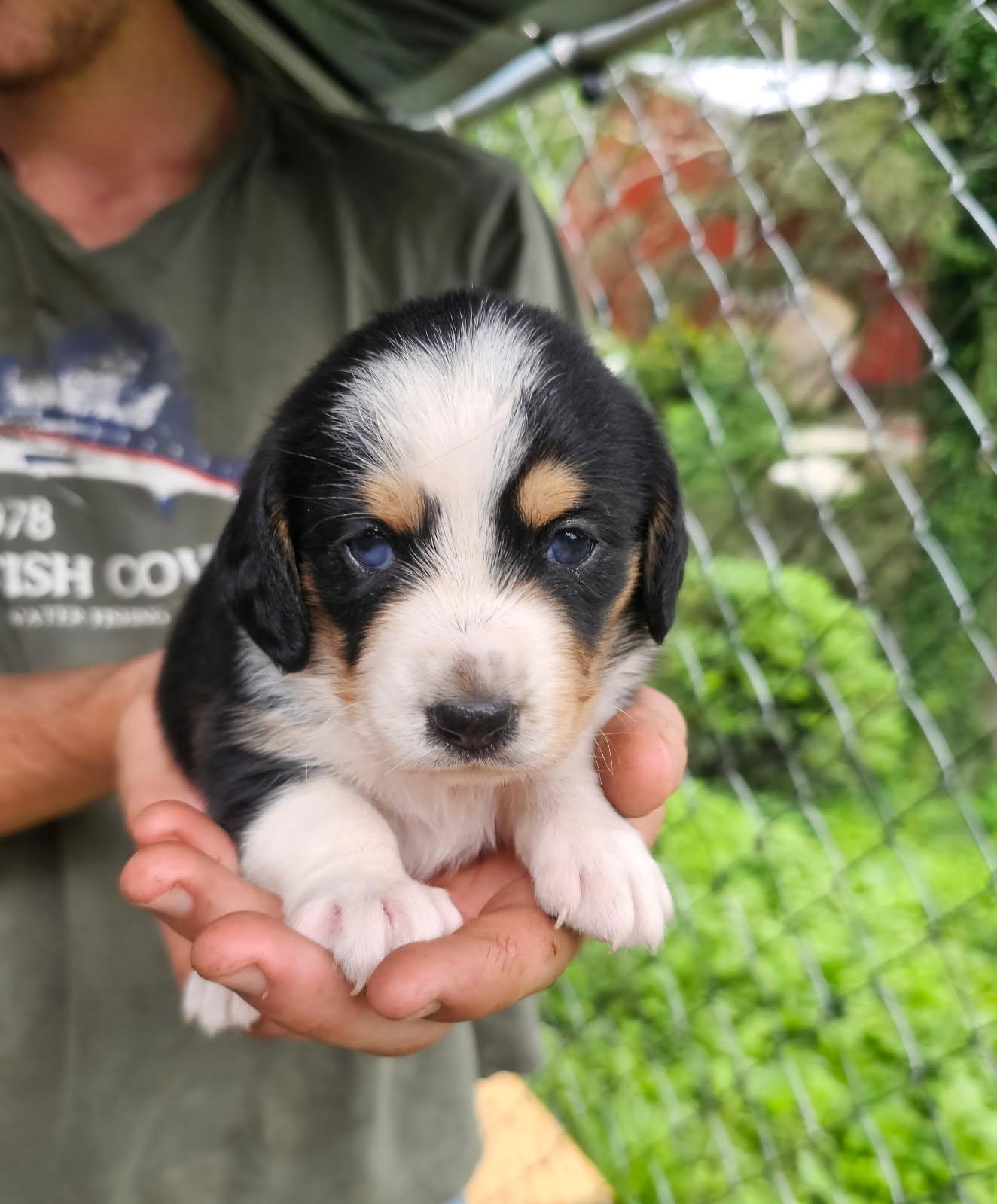 Basset hound mix puppies