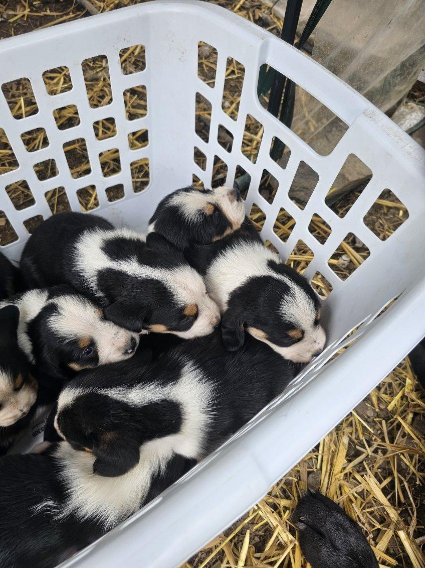 Basset hound mix puppies