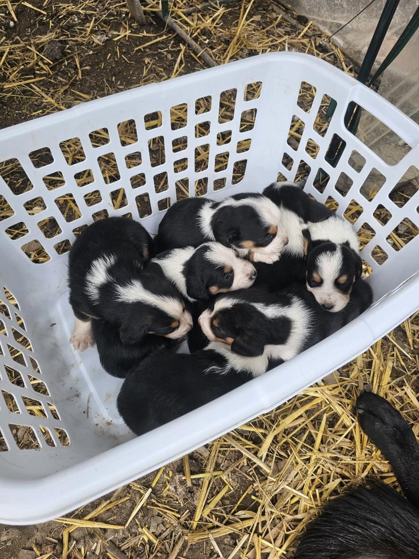 Basset hound mix puppies