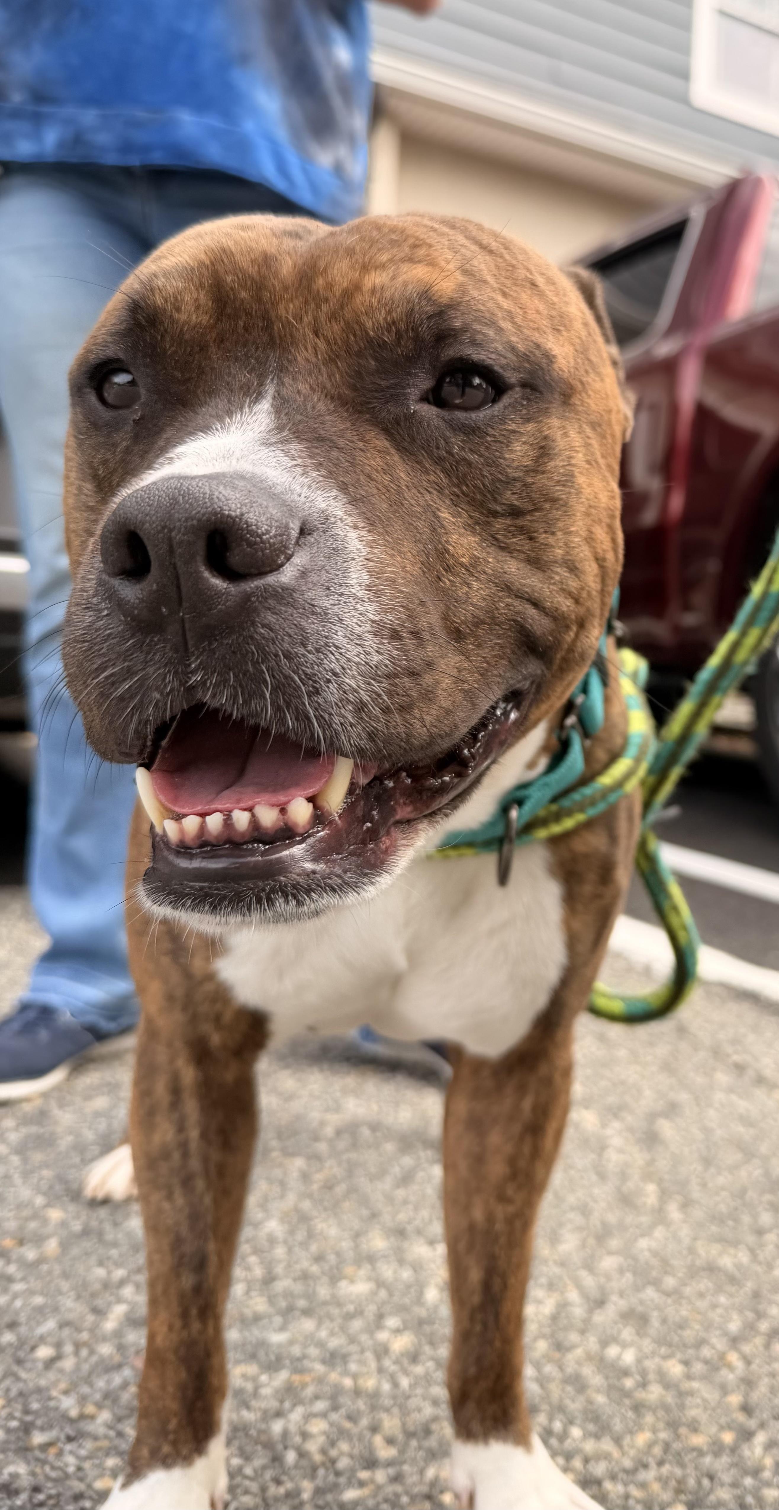 Enlarge Benito - in foster, a Adoptable mixed breed in Montclair, NJ image 6/6