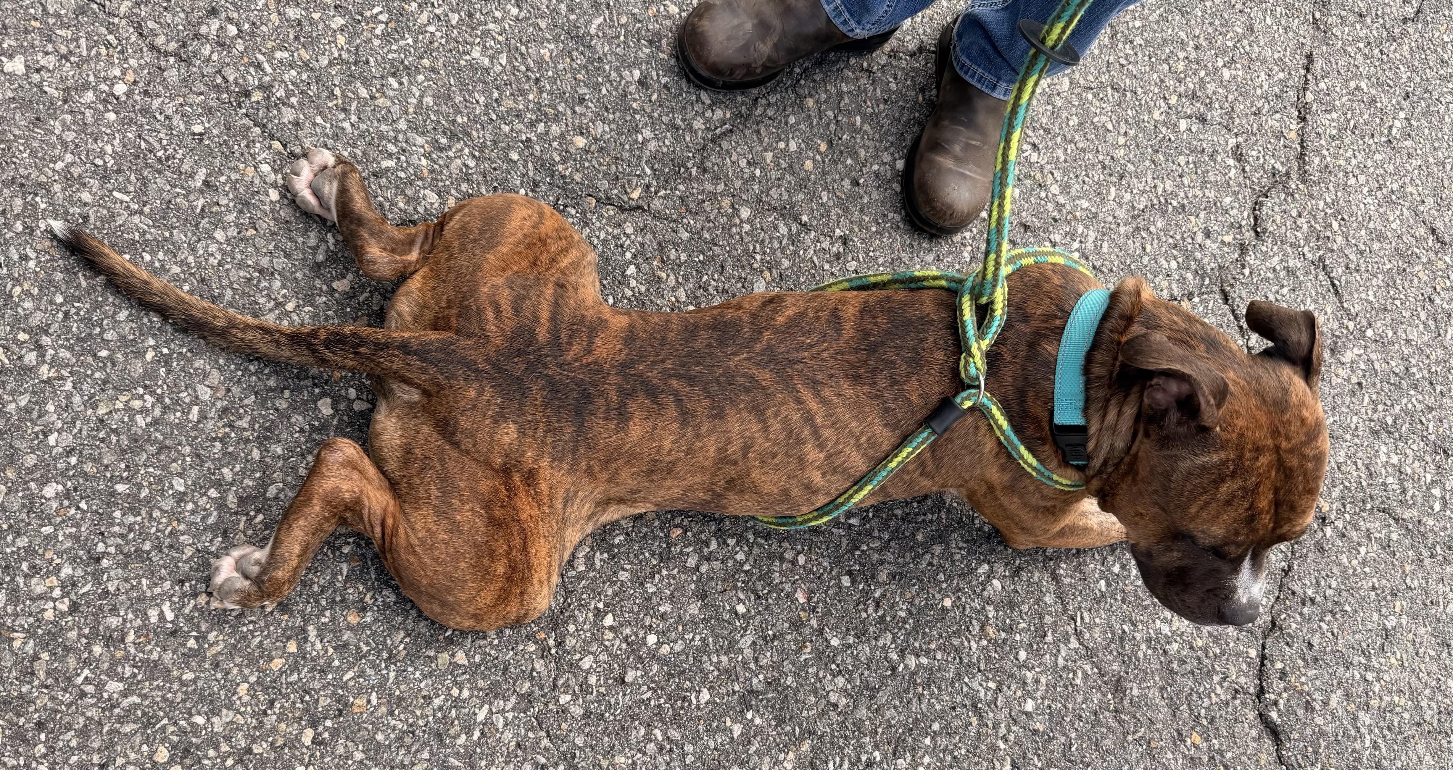 Enlarge Benito - in foster, a Adoptable mixed breed in Montclair, NJ image 5/6