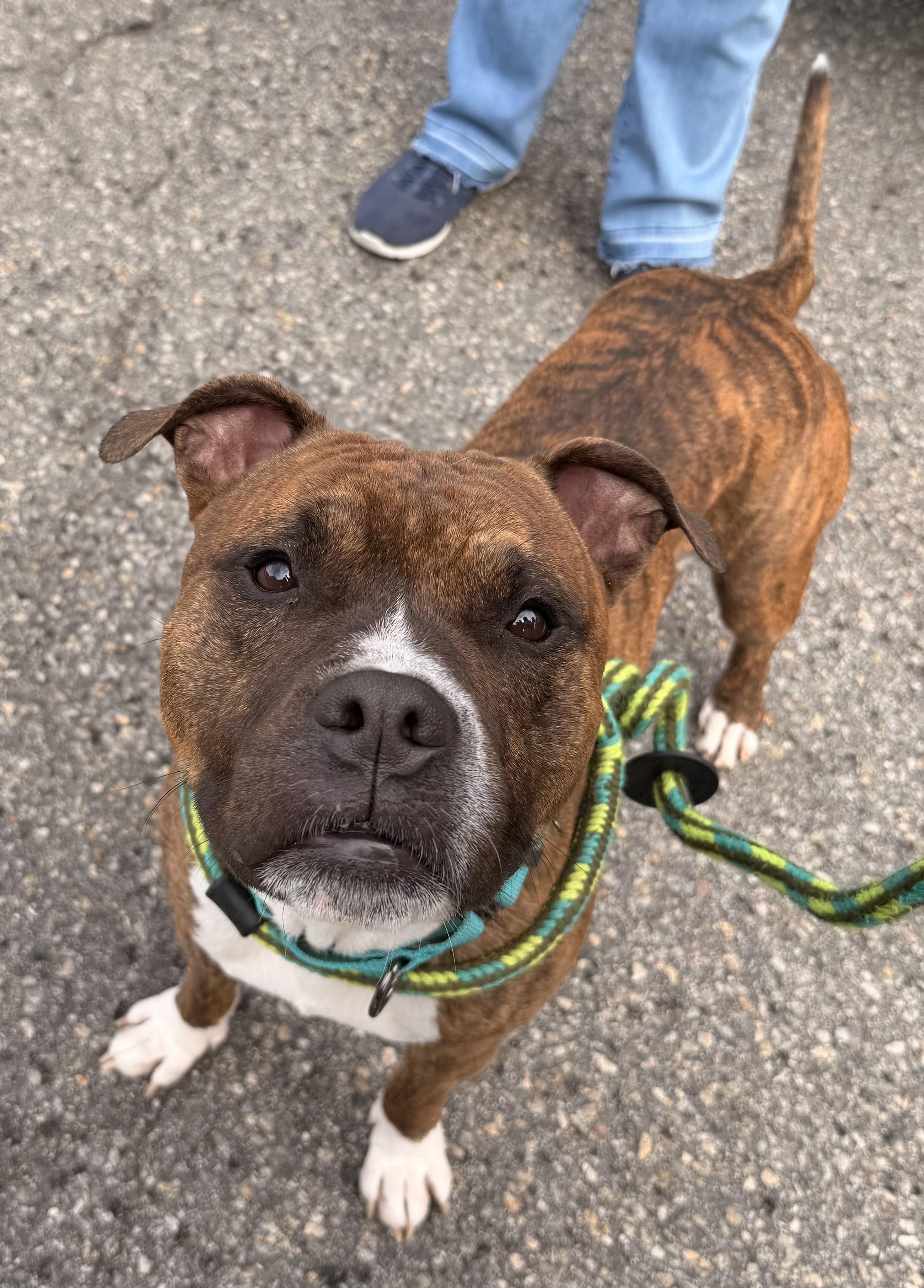 Enlarge Benito - in foster, a Adoptable mixed breed in Montclair, NJ image 4/6
