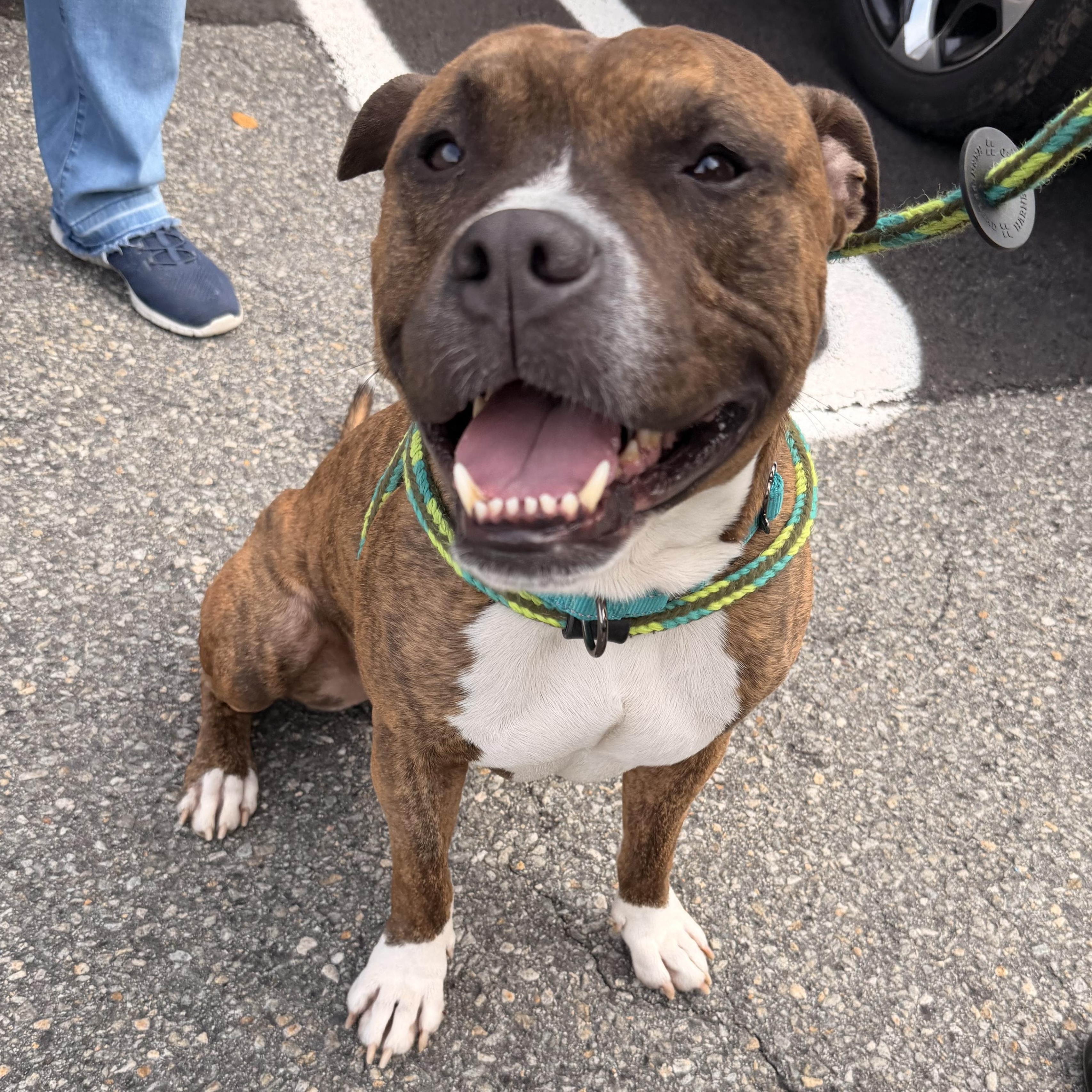 Benito - in foster, Adoptable, Young Male American Staffordshire Terrier & Boxer.