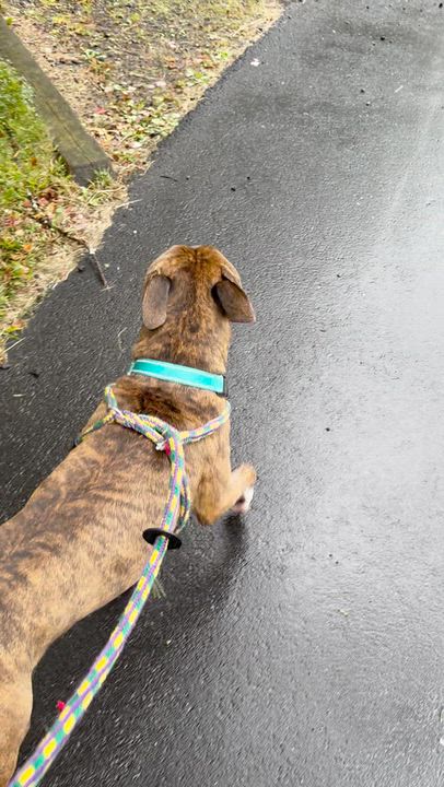 Enlarge Benito - in foster, a Adoptable mixed breed in Montclair, NJ video 2/6