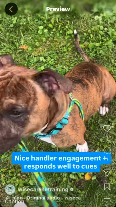 Enlarge Benito - in foster, a Adoptable mixed breed in Montclair, NJ video 3/6
