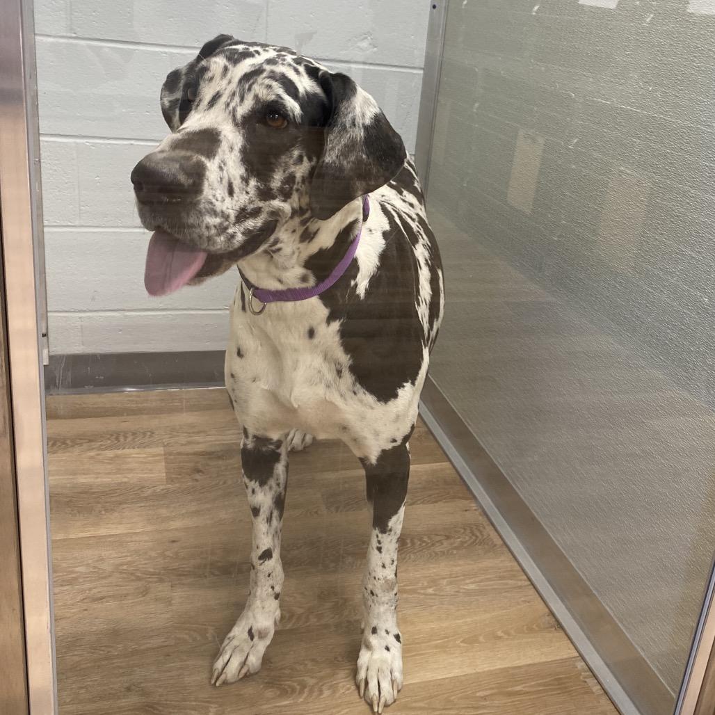 Enlarge Harley, a Adoptable Great Dane in Sinking Spring, PA image 1/1