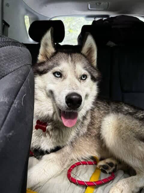 Russ, an adoptable Siberian Husky in Burnaby, BC, V5B 4G5 | Photo Image 4