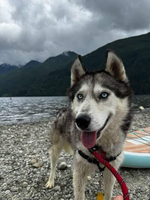 Russ, an adoptable Siberian Husky in Burnaby, BC, V5B 4G5 | Photo Image 2
