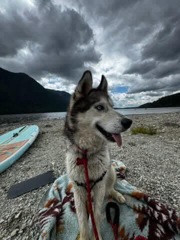 Russ, an adoptable Siberian Husky in Burnaby, BC, V5B 4G5 | Photo Image 3