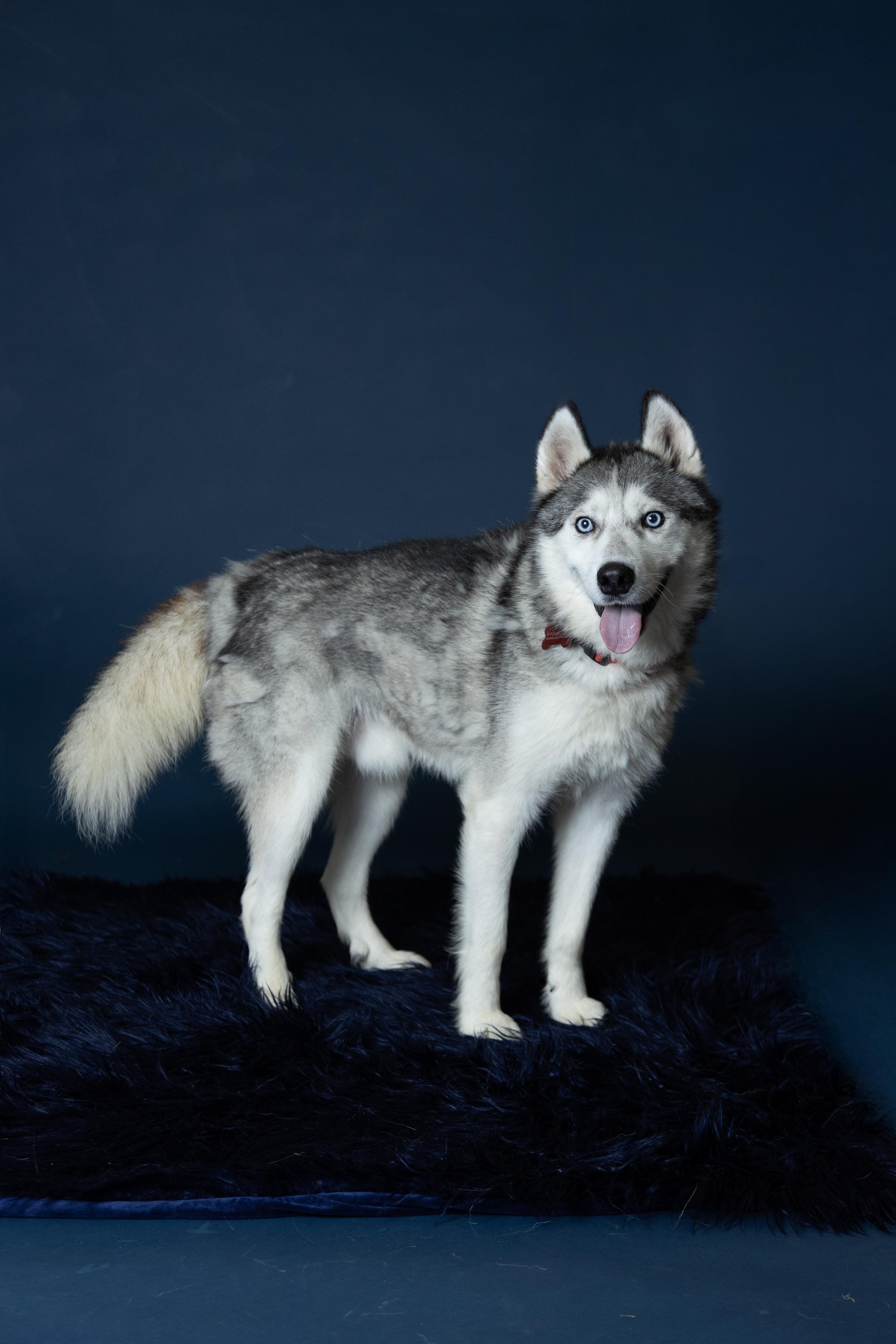 Enlarge Russ, a Adoptable Siberian Husky in Burnaby, BC image 1/5