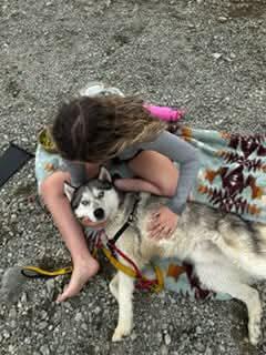 Russ, an adoptable Siberian Husky in Burnaby, BC, V5B 4G5 | Photo Image 5